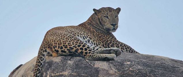 The Lafayette Leopards mascot.