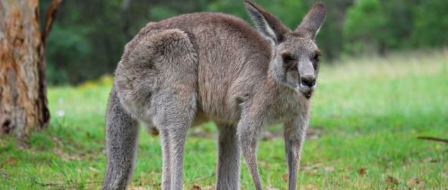 VMI Keydets mascot, the kangaroo.
