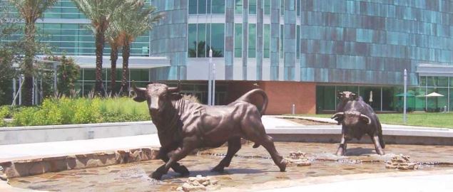 The Running of the Bulls in front of the University of South Florida's Marshall Center.